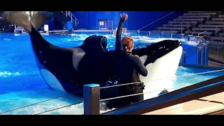 Orca Encounter @SeaWorld Orlando 11/19/2021