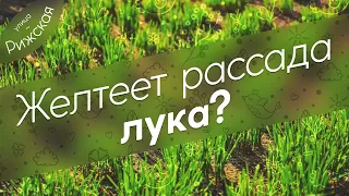 Желтеет рассада лука? 🧅 Как исправить ситуацию и спасти рассаду