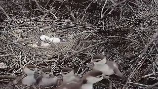 Gänseküken in einem Storchennest~2023-03-23~Storchennest am Menkebach