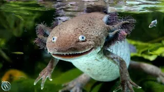 AXOLOTL – The Exotic Alien Salamander that Snacks on its Own Siblings