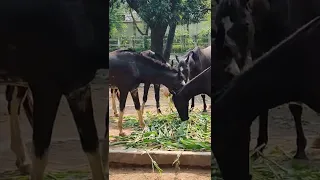 Horses Eating Green Grass On A Farm
