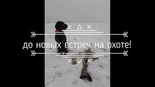 Охота на зайца с дратхааром №20.Рождественский заяц.06.01.2020.