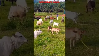 Miniature Punganuru Cows# Punganuru cows#indian #desi #farm #shorts #bull