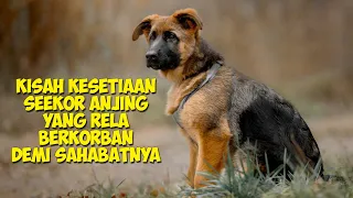 Kisah Kesetiaan Anjing Yang Berkorban Demi Sahabatnya | Alur Cerita Film