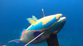 【素潜り魚突き】警戒心が強い魚「イロブダイ」を突く【spearfishing in JAPAN】