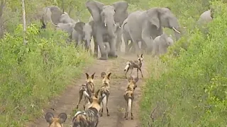 Elephants Protect Babies From Wild Dogs