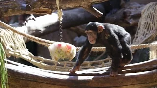 Ice Cream for the Chimpanzee