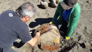 Cracking a great fossil Ammonite open