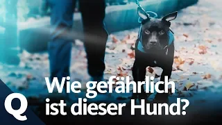 Kontrovers: Was ist ein Kampfhund – und warum? | Quarks