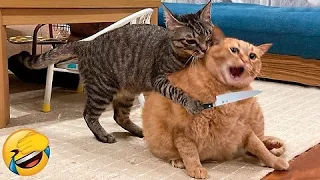 Funny CAT compilation CATS will make you LAUGH YOUR HEAD OFF Part 2