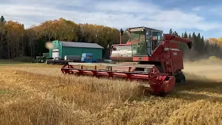 Massey 760 combine Perkins diesel organic oat harvest