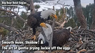 FOBBV CAM🦅Smooth Move, Shadow!🌲The Art Of Gentle Prying Jackie Off The Eggs🥚🥚2023-02-03