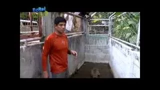 Doc Nielsen rescues a Philippine crocodile; gets bitten by its turtle companions | Born to be Wild