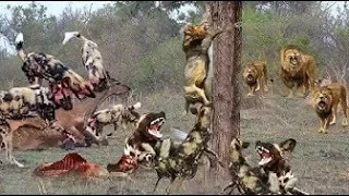 Wild dogs vs Hyena,Lion   100 Buffalo attacks 4 lion to protect territory   Wild animal fights 2018