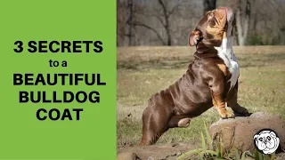 HEALTHY COATS FOR DOGS:  3 Secrets to a Beautiful Bulldog Coat!