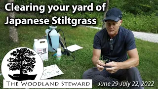 Controlling Japanese Stiltgrass in your Lawn