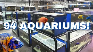 AMAZING CICHLIDS in this INCREDIBLE FISH ROOM (Private Tour)