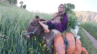 A nomadic family: the story of a donkey and a brave woman from the land of nomads