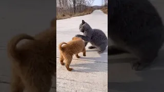 Tiktok Animals Doing Things | funny animal videos 2021🐶🐶