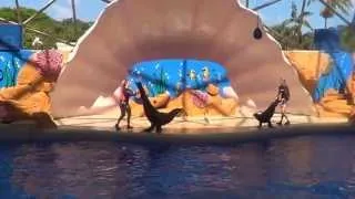 Miami Seaquarium Live Sea Lion Show