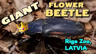 Giant African Flower BEETLE crawling at Riga Zoo, Latvia 🪲