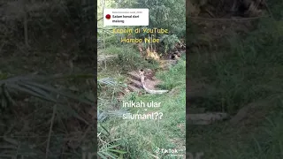 viral dipacet mojokerto dengan kemuculan penampakan ular berkepalah manusia / siluman ular