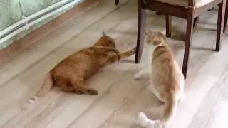 Коты дерутся.  Cat fight.mp4