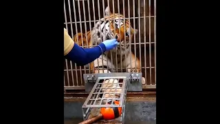 Siberian Tiger Training