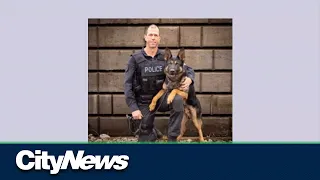 SIU investigating after police dog shot and killed, suspect injured