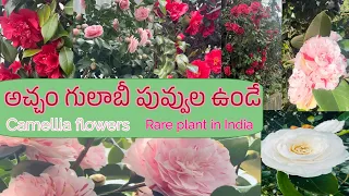 Camellia Plant | గులాబీ పువ్వుల్లా ఉండే పువ్వులు #Rare Flowers in India 🇮🇳 / BEAUTIFUL FLOWERS