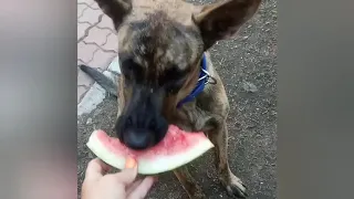 Собака ест арбуз | Голландская овчарка | Hollandse herder /  Dutch shepherd dog eats watermelon