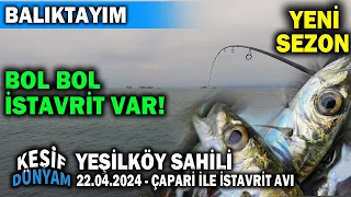 Yeşilköy Sahili İstavrit Avı Nisan 2024 | İSTAVRİT VAR MI? | İstanbul Güncel Balık Avı | BALIKTAYIM