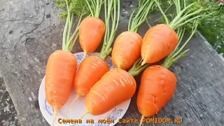 ЛУЧШИЙ Сорт МОРКОВИ из ГЛУБИНЫ ВЕКОВ! Гэрандская Древняя Крупная РАННЯЯ Морковь!