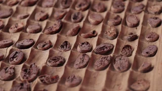 How chocolate is made: The process of making chocolate from the cocoa bean to the bar.