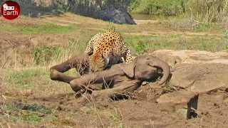 Leopard Face to Face Elephant - Wild Animal Life