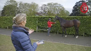 How to pick a racehorse at the sales