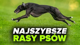 10 najszybszych RAS PSÓW na świecie