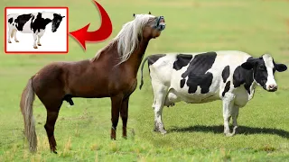 VEJAM O QUE ACONTECE QUANDO UM CAVALO CRUZA COM UMA VACA NO SITIO...