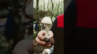 Finding A Death Cap (Foraging Life)