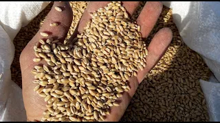 Як розрахувати вагову норму висіву зернових культур