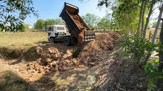 Starting New Project Land Filling In Rice Field With 5TON Trucks & Excellent Skills Dozer Pushing