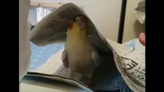 cockatiel playing peekaboo