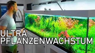 3 Meter Pflanzenaquarium // Neue Fische und Aquariumpflege