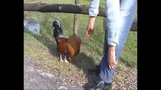 animali divertenti - gallo incazzato-