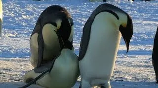 Funny Courting Penguin Fails