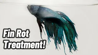 Fin Rot Treatment: Betta Fish