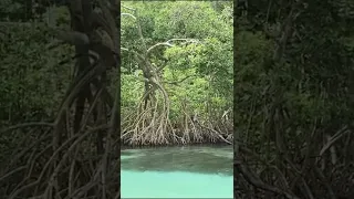 Caño frío Samana playa rincón