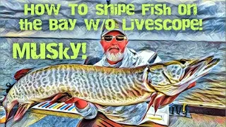 MUSKY! How to SNIPE Fish On The Bay w/o LiveScope!!! #NoScope #GreenBay