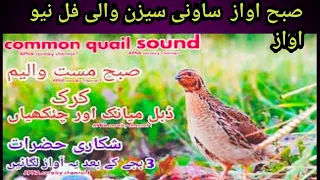 July 1, 2023    Common Quail. Bird sounds from summer meadow #for #morning @wesimulate