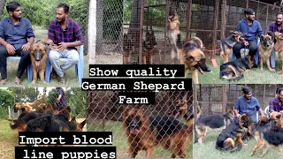 german shepard kennel | show quality german shepard | puppies for sale | pets for sale